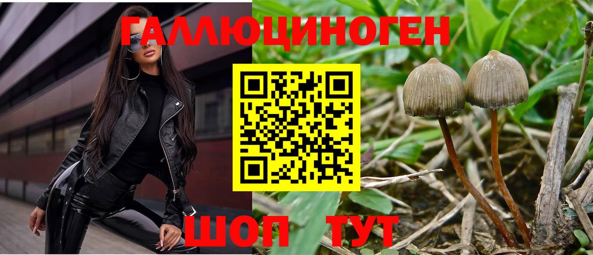 Галлюциногенные грибы Psilocybine cubensis  Вход с VPN  Долгопрудный 